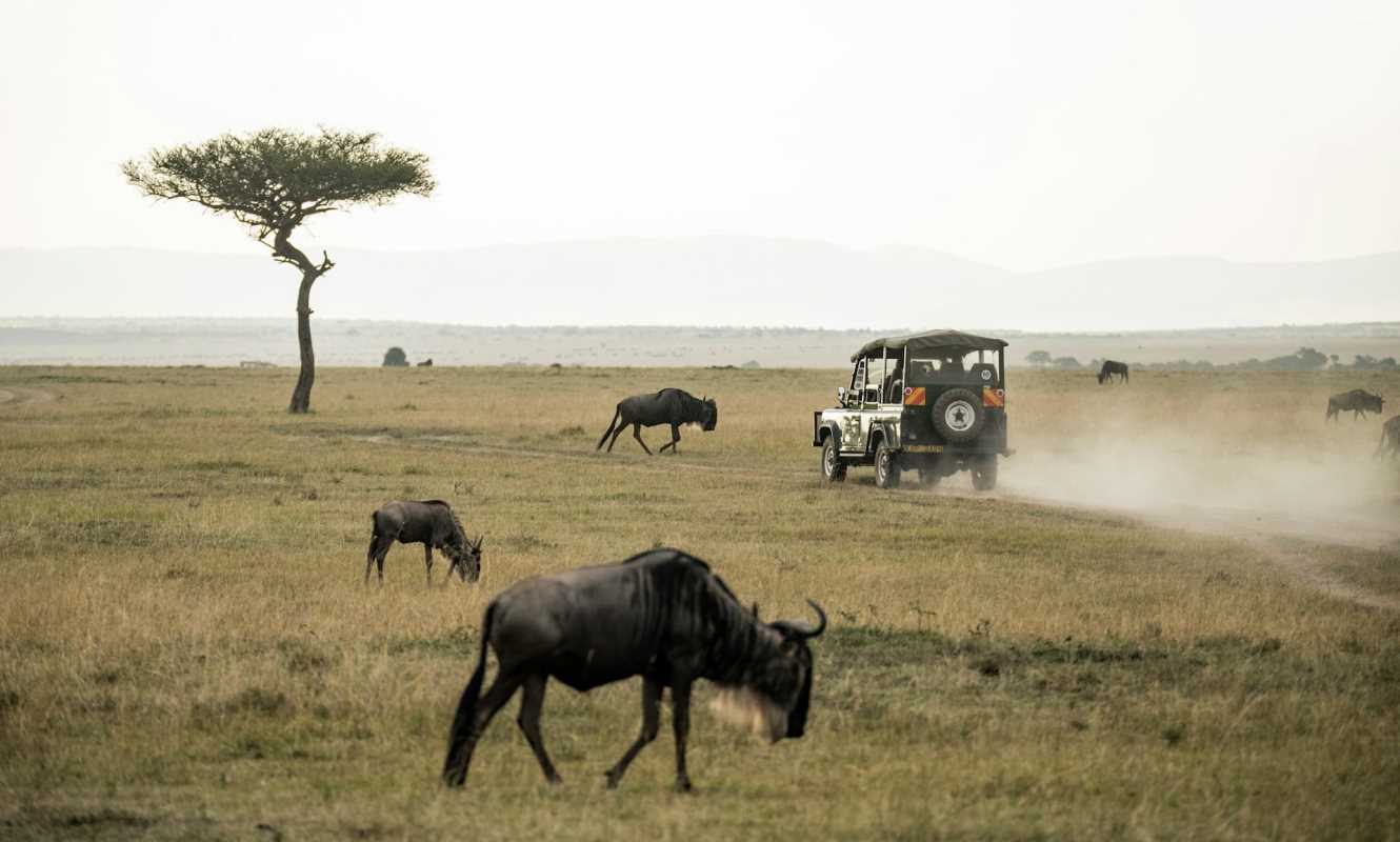 Into the Wild: A Guide to Africa's Top Safari Destinations